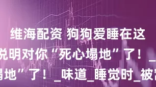 維海配資 狗狗愛(ài)睡在這些位置，說(shuō)明對(duì)你“死心塌地”了！_味道_睡覺(jué)時(shí)_被窩